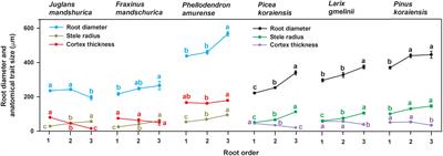 New insights into the cortex-to-stele ratio show it to effectively indicate inter- and intraspecific function in the absorptive roots of temperate trees